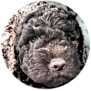 Bruno von der Trüffelkultur